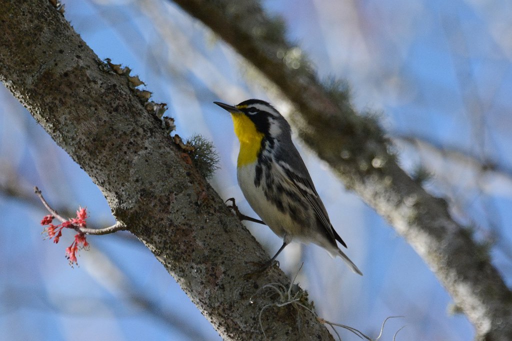 Warbler, Yellow-throated, 2015-02013965 Alligator Lake Recreation Area, FL.JPG - Yellow-throated Warbler. Alligator Lake Recreation Area, Lake City, FL, 2-1-2015